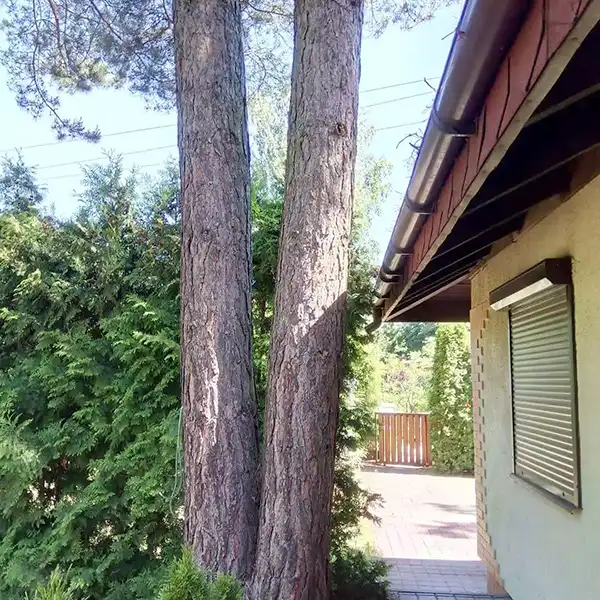 wycinka drzew metodą alpinistyczną