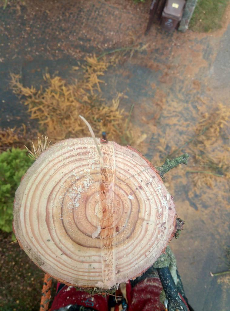 arborka wycinka i pielęgnacje drzew (1)