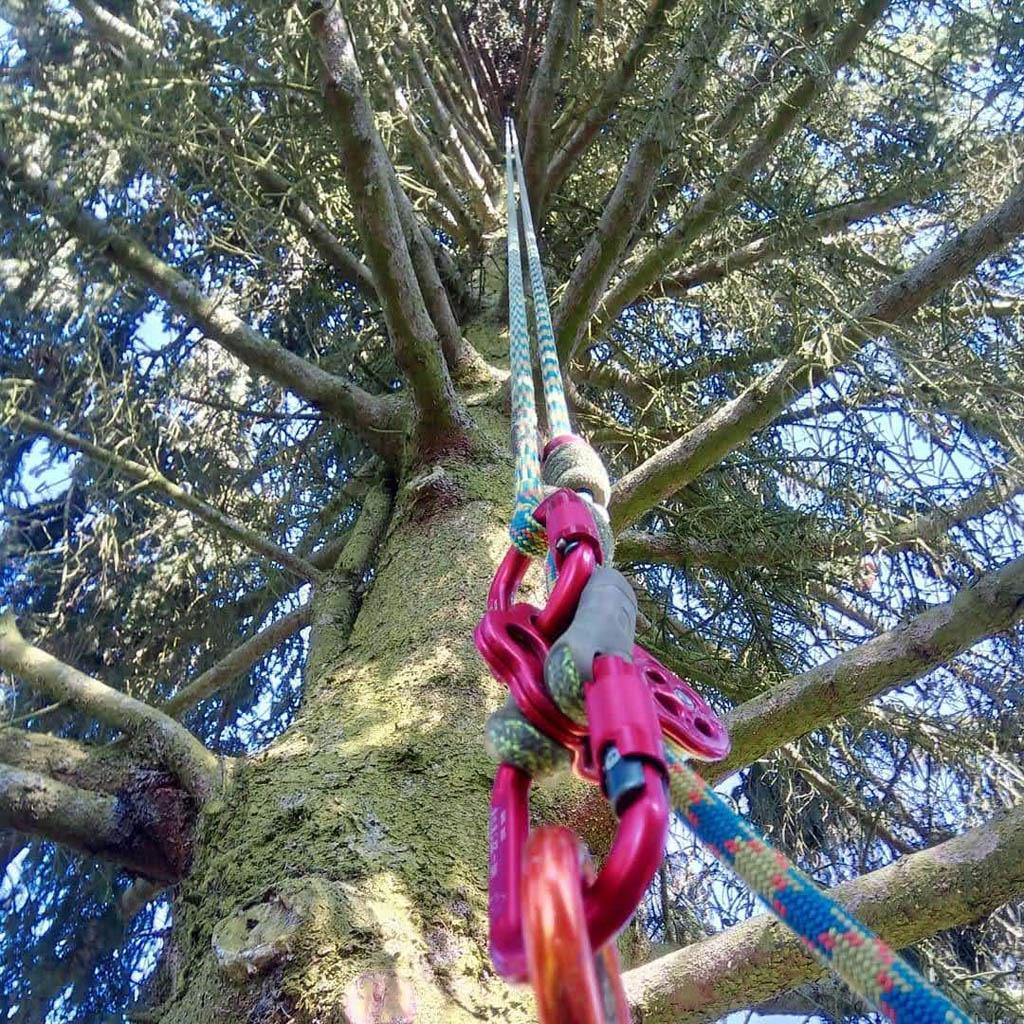 arborka wycinka i pielęgnacje drzew (10)