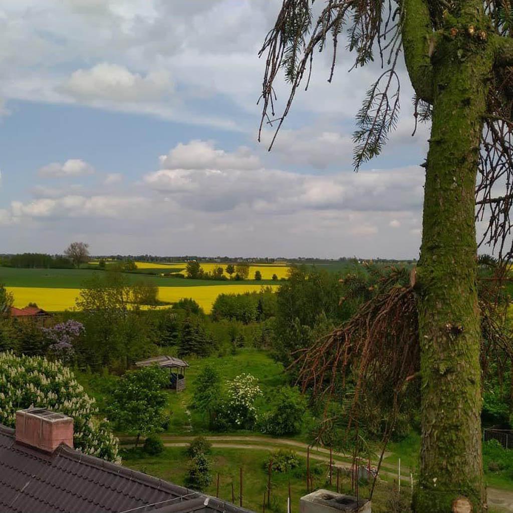 arborka wycinka i pielęgnacje drzew (13)