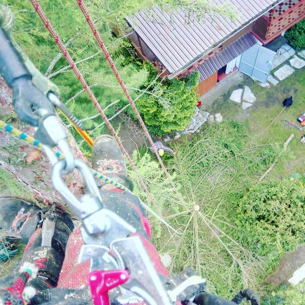 arborka wycinka i pielęgnacje drzew (14)