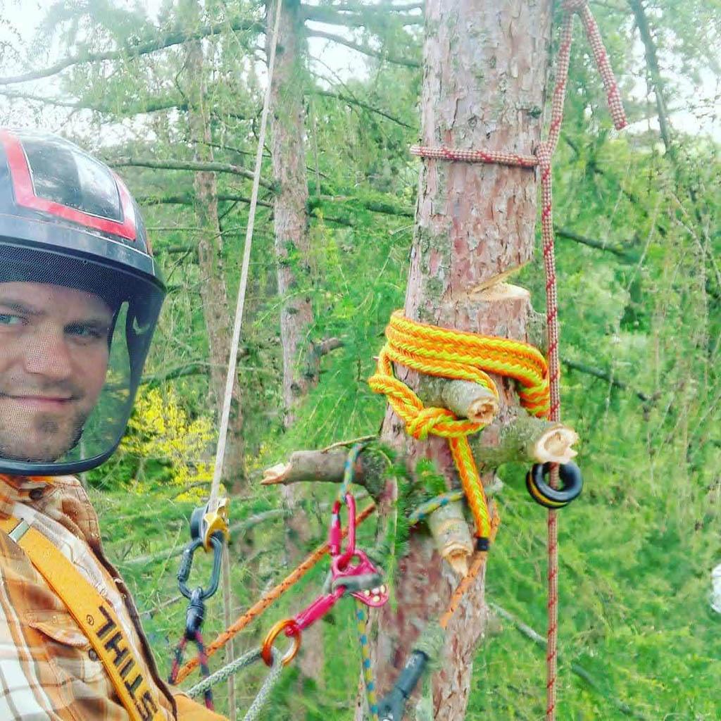 arborka wycinka i pielęgnacje drzew (15)