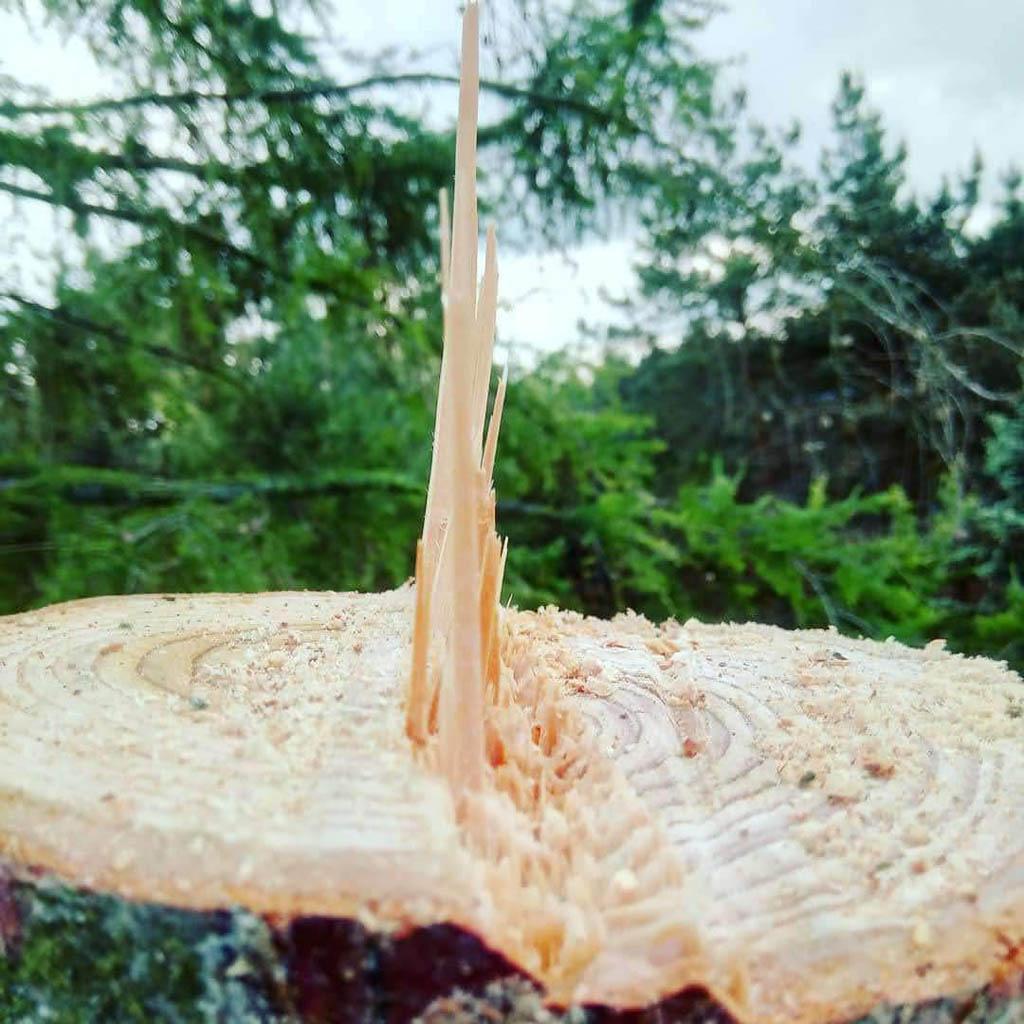 arborka wycinka i pielęgnacje drzew (17)