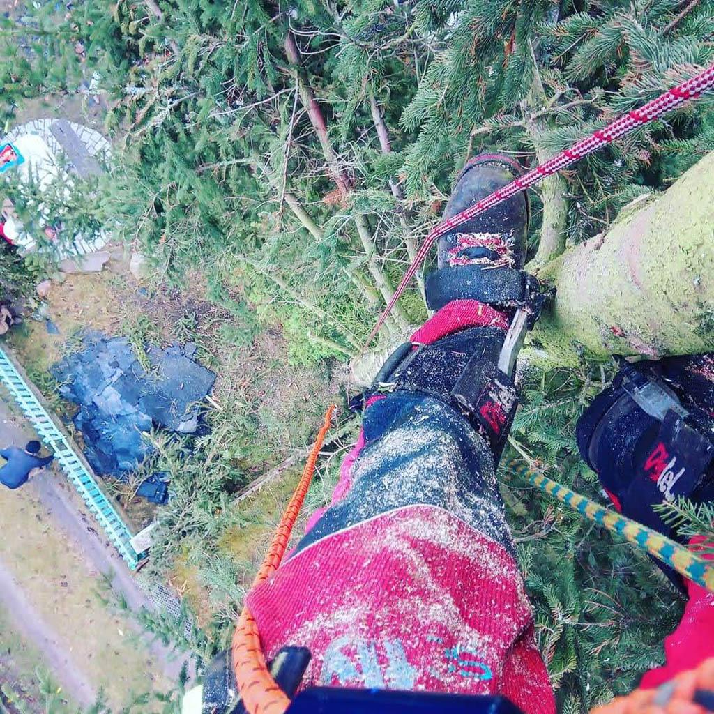 arborka wycinka i pielęgnacje drzew (2)