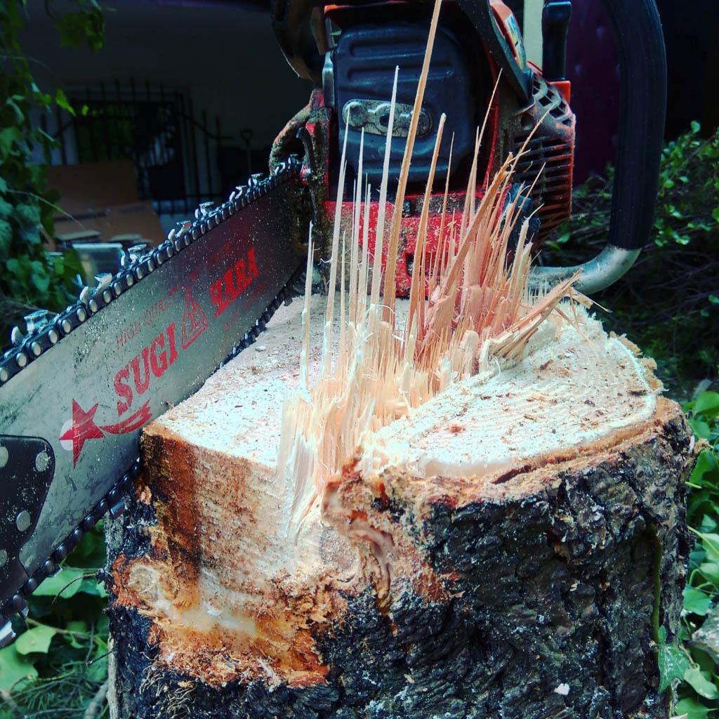 arborka wycinka i pielęgnacje drzew (20)