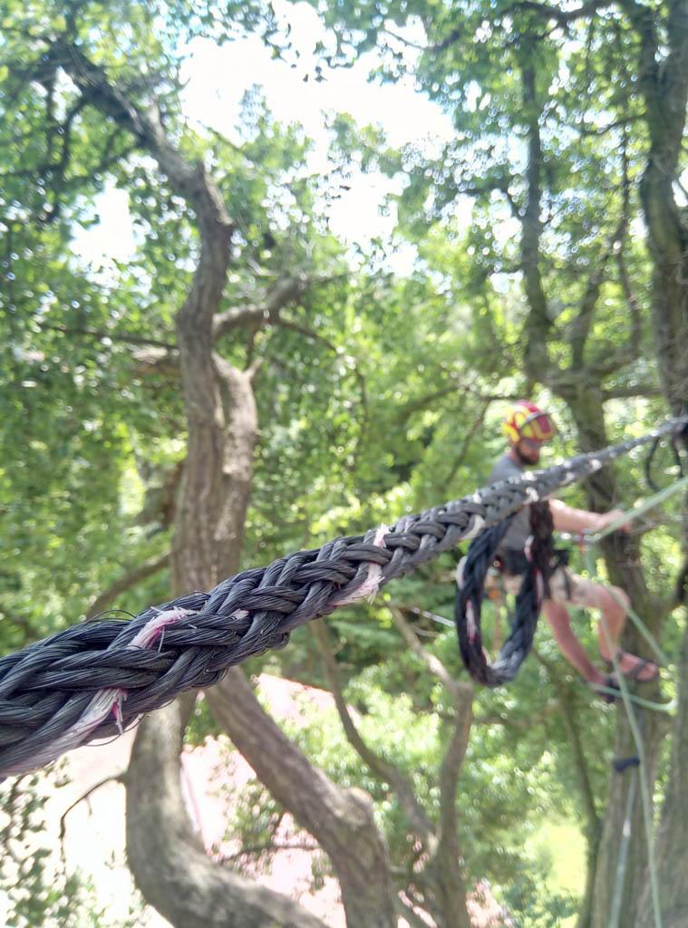 arborka wycinka i pielęgnacje drzew (21)