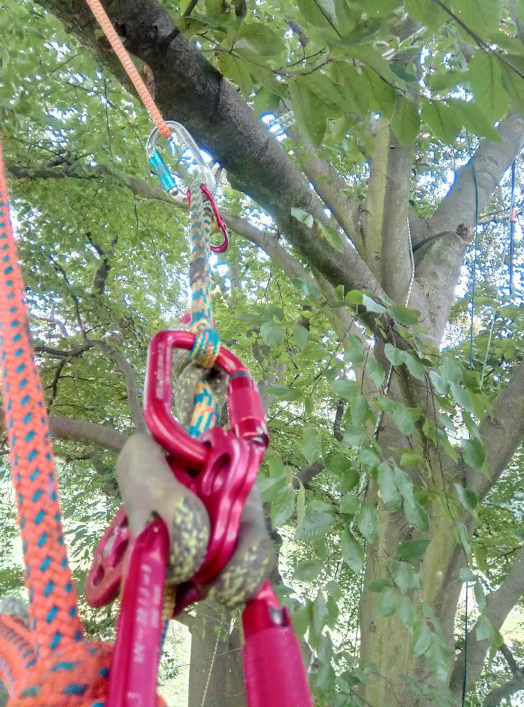 arborka wycinka i pielęgnacje drzew (22)