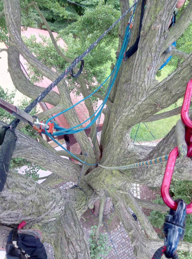 arborka wycinka i pielęgnacje drzew (23)