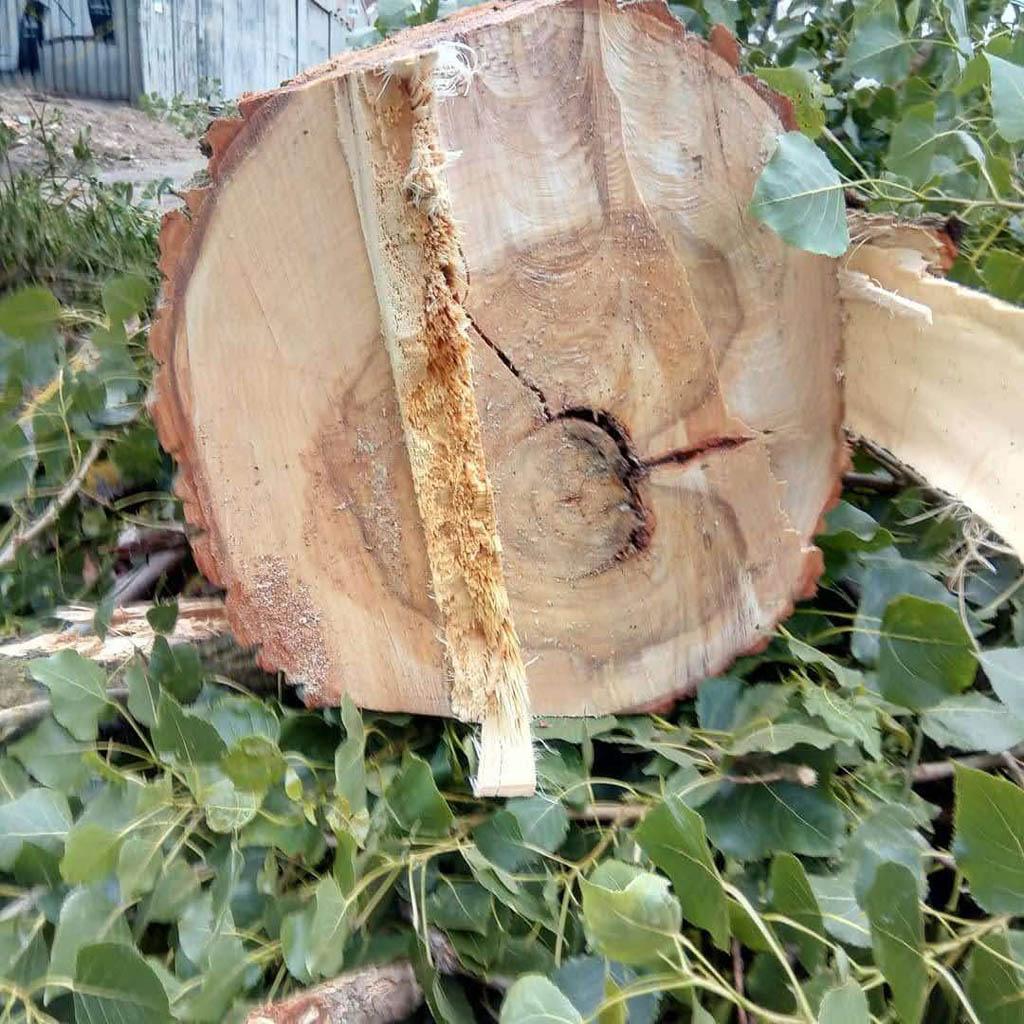 arborka wycinka i pielęgnacje drzew (25)