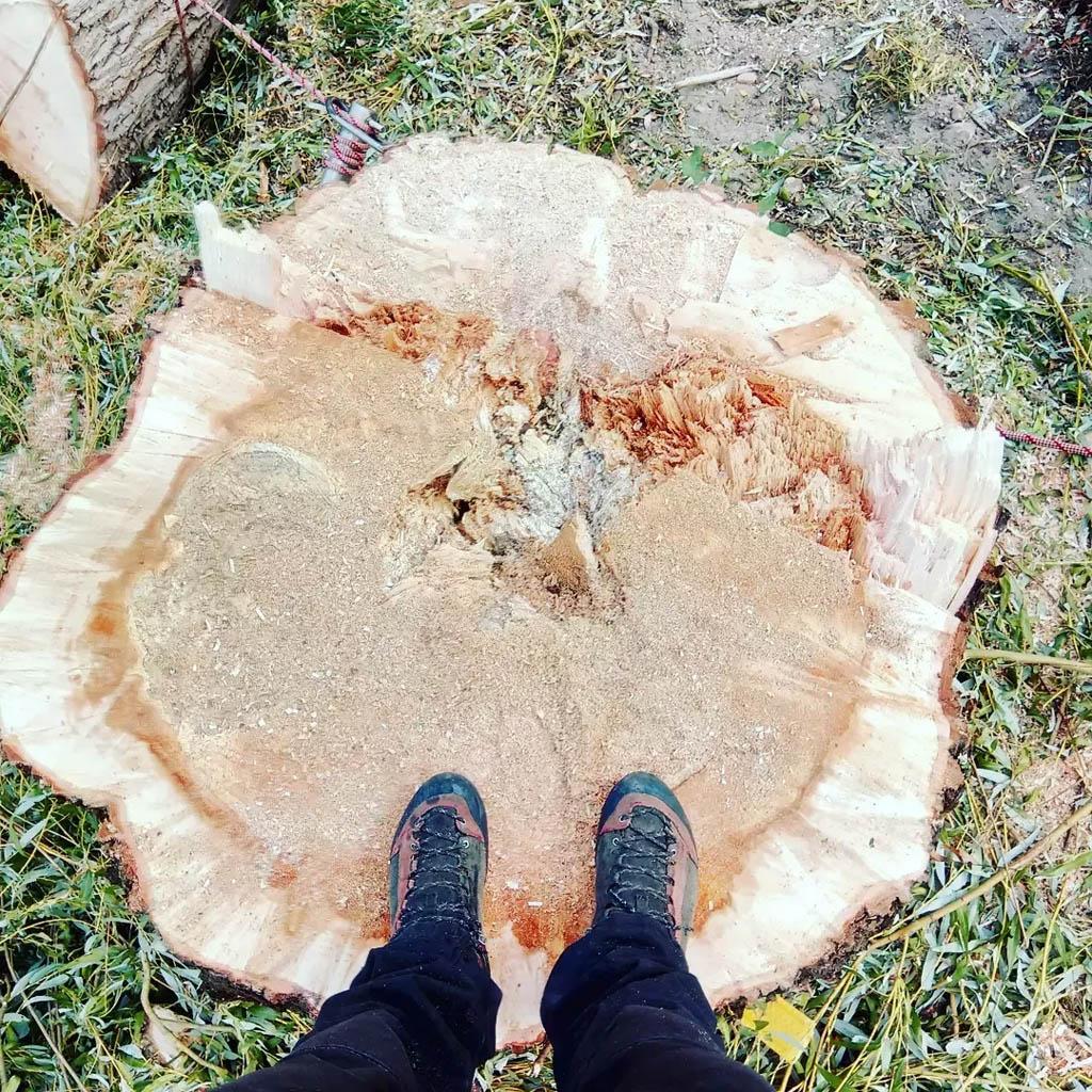 arborka wycinka i pielęgnacje drzew (27)