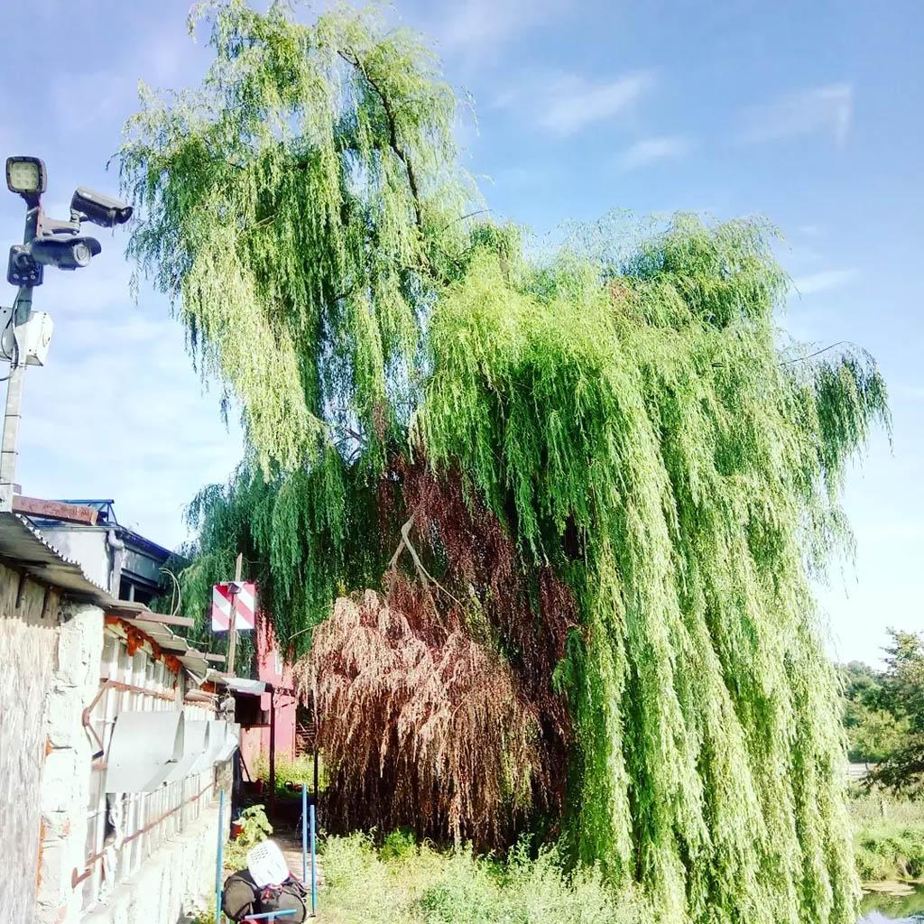 arborka wycinka i pielęgnacje drzew (28)