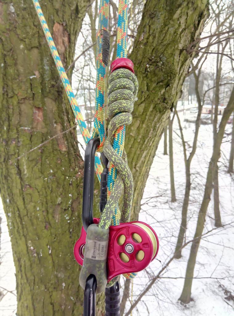 arborka wycinka i pielęgnacje drzew (3)