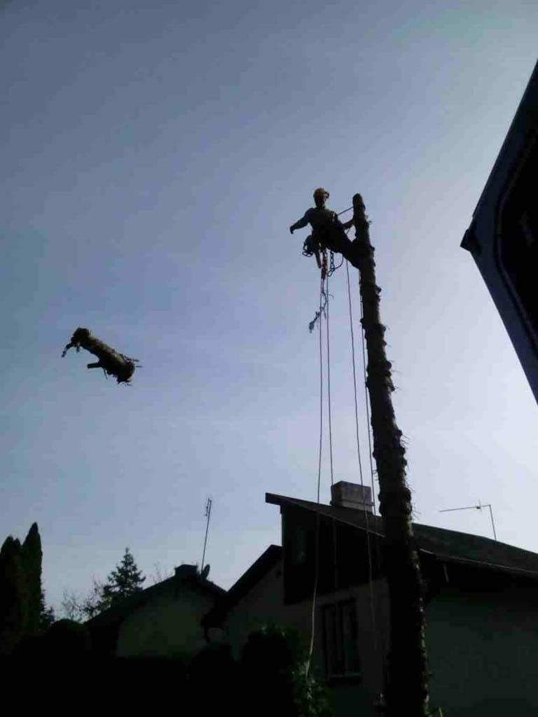 arborka wycinka i pielęgnacje drzew (30)