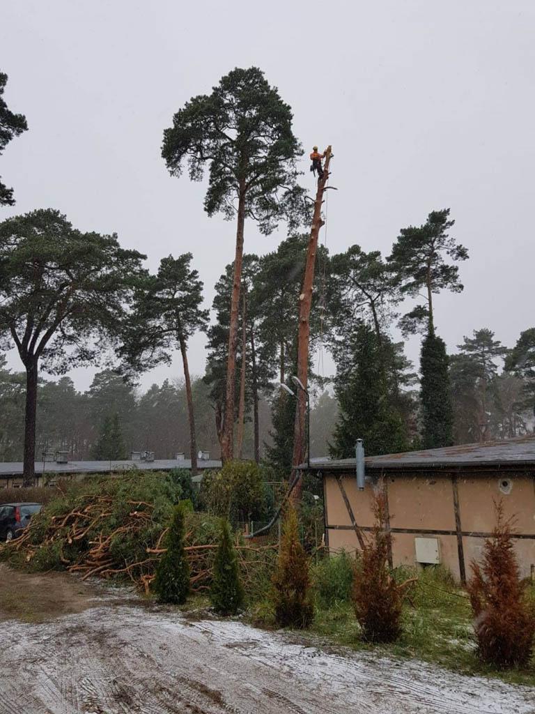 arborka wycinka i pielęgnacje drzew (31)