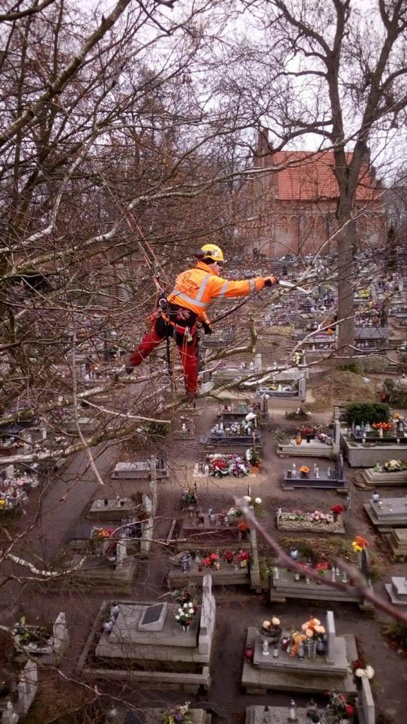 arborka wycinka i pielęgnacje drzew (32)