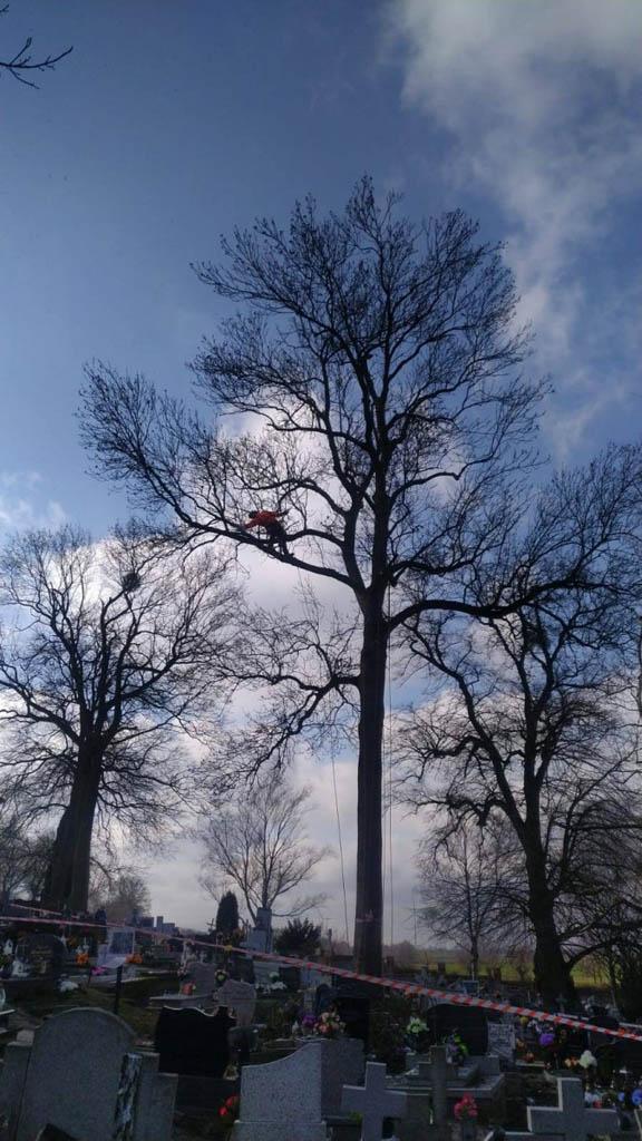 arborka wycinka i pielęgnacje drzew (33)