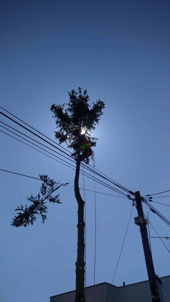 arborka wycinka i pielęgnacje drzew (34)