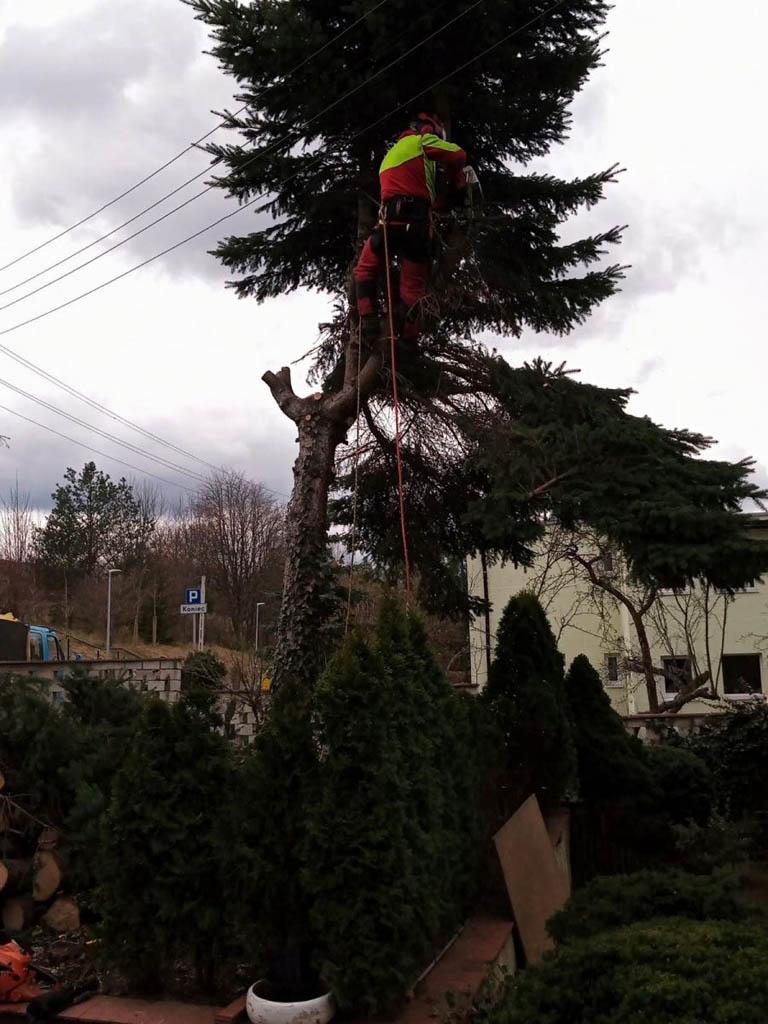 arborka wycinka i pielęgnacje drzew (36)