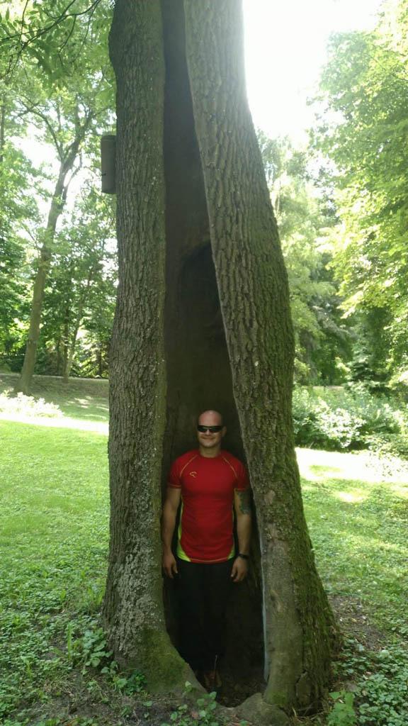 arborka wycinka i pielęgnacje drzew (37)