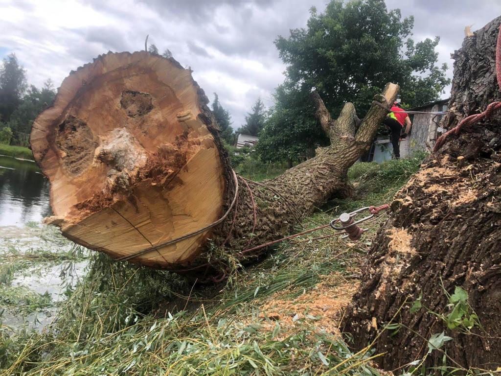 arborka wycinka i pielęgnacje drzew (38)