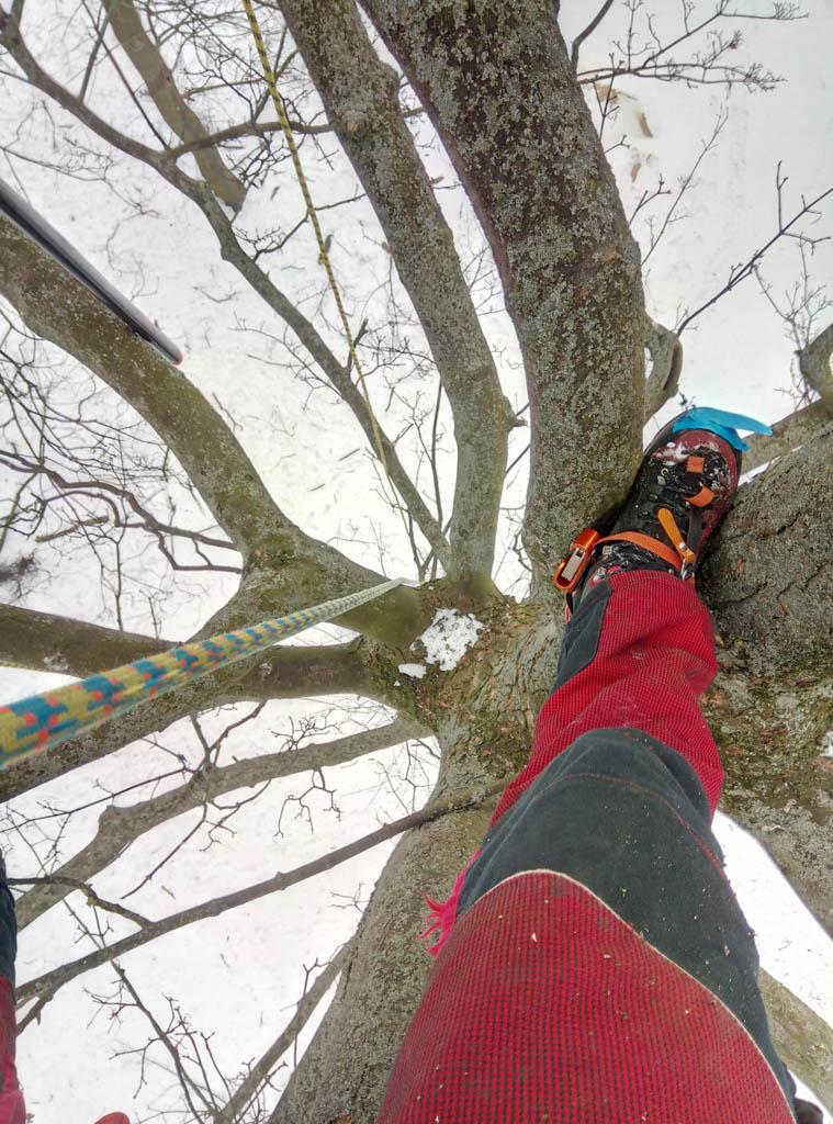 arborka wycinka i pielęgnacje drzew (4)