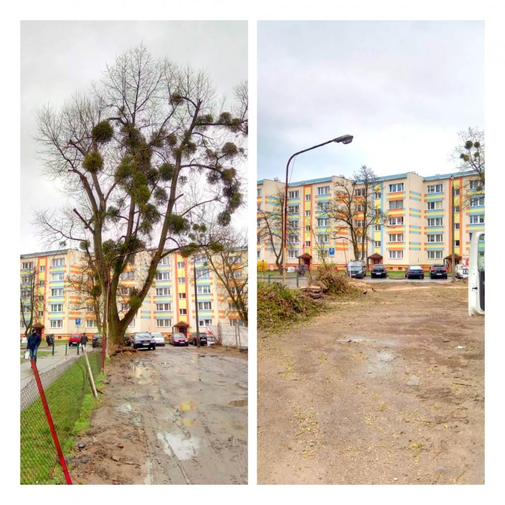arborka wycinka i pielęgnacje drzew (43)