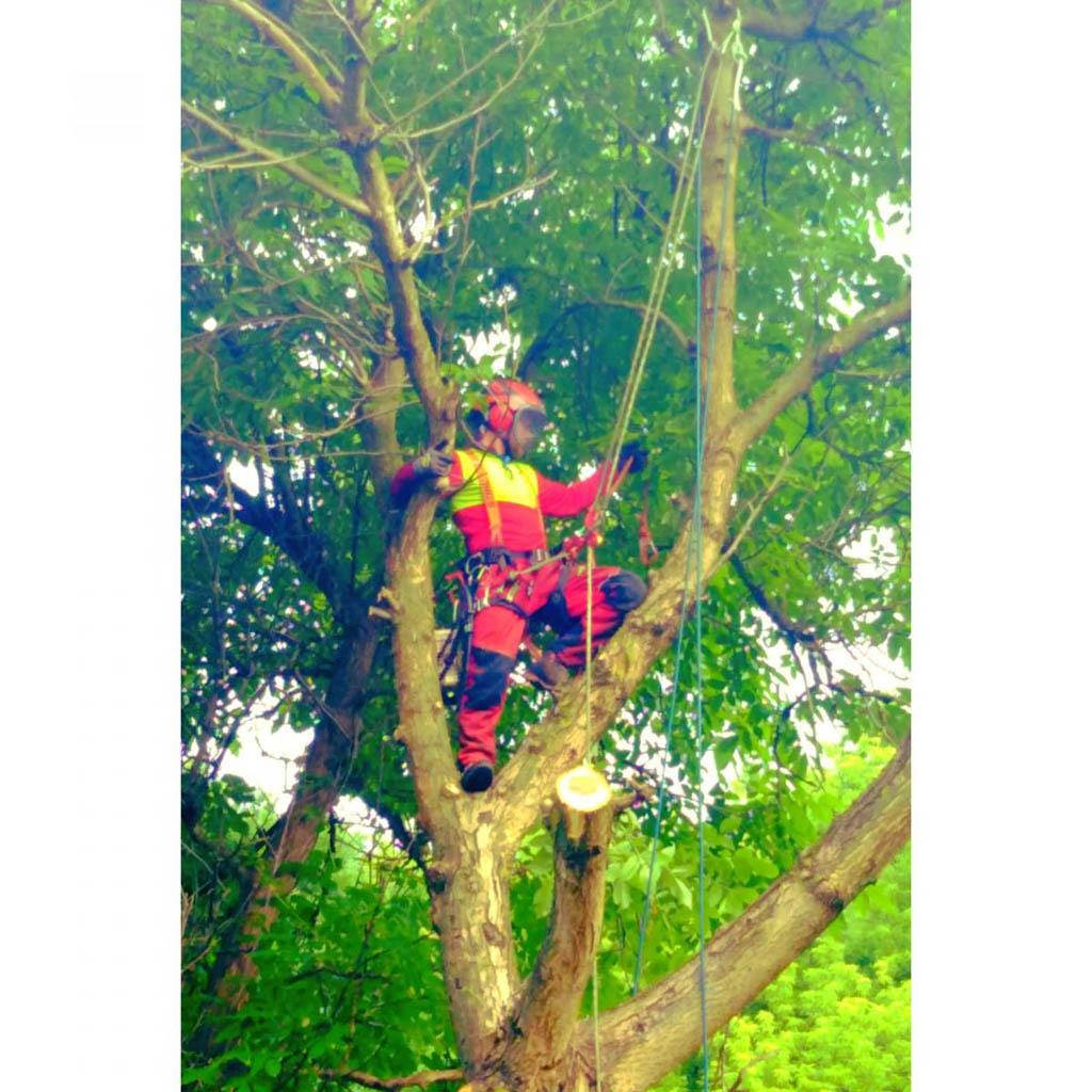 arborka wycinka i pielęgnacje drzew (44)