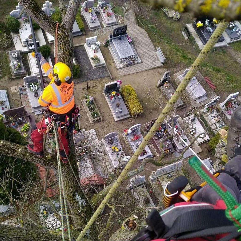 arborka wycinka i pielęgnacje drzew (46)