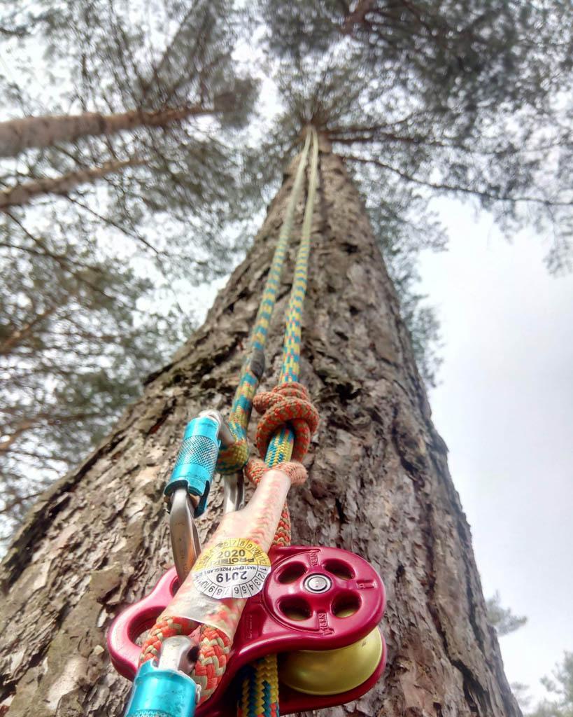 arborka wycinka i pielęgnacje drzew (47)