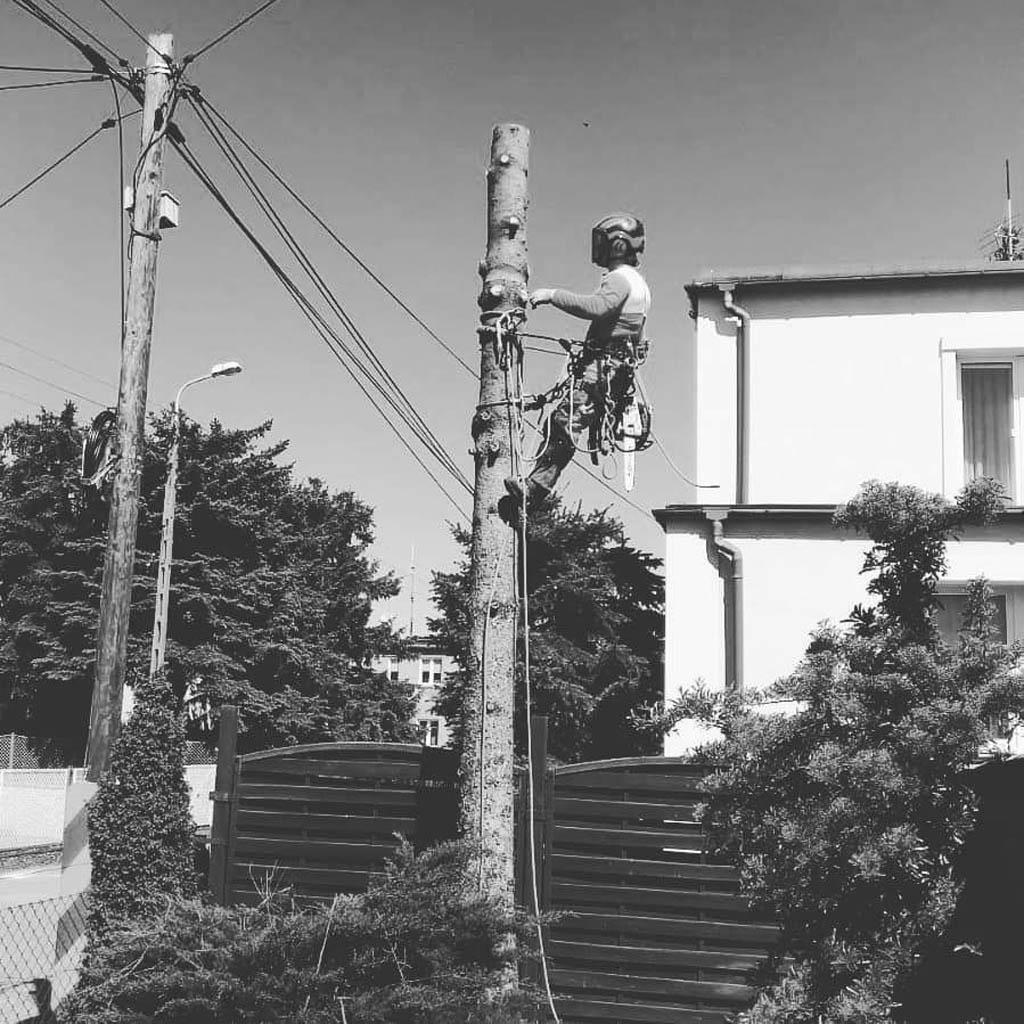 arborka wycinka i pielęgnacje drzew (48)