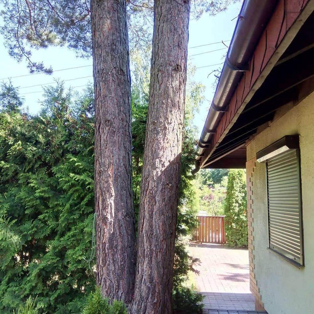 arborka wycinka i pielęgnacje drzew (49)
