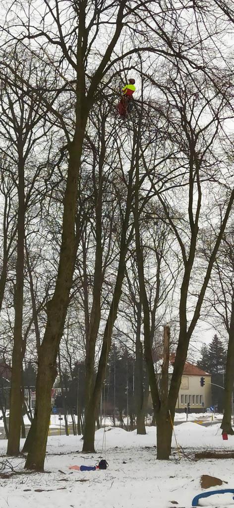 arborka wycinka i pielęgnacje drzew (5)