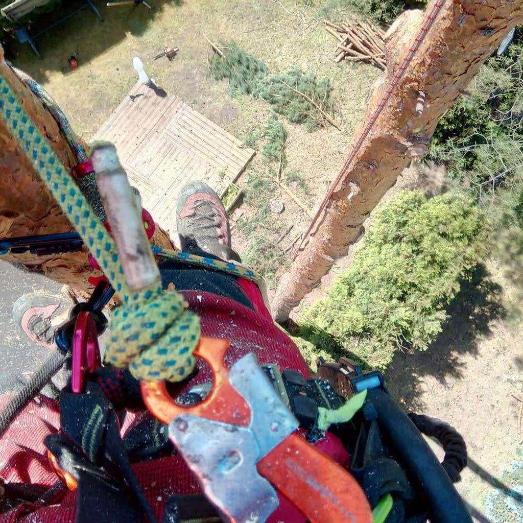 arborka wycinka i pielęgnacje drzew (50)