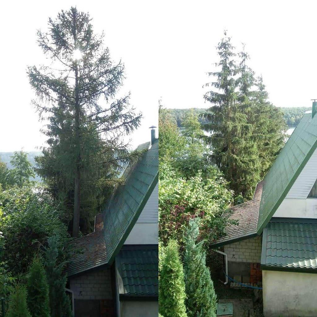 arborka wycinka i pielęgnacje drzew (51)