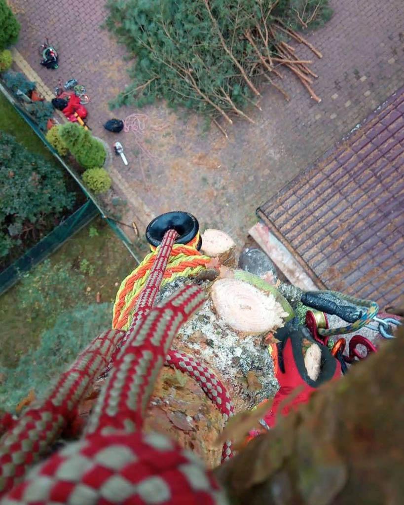 arborka wycinka i pielęgnacje drzew (54)