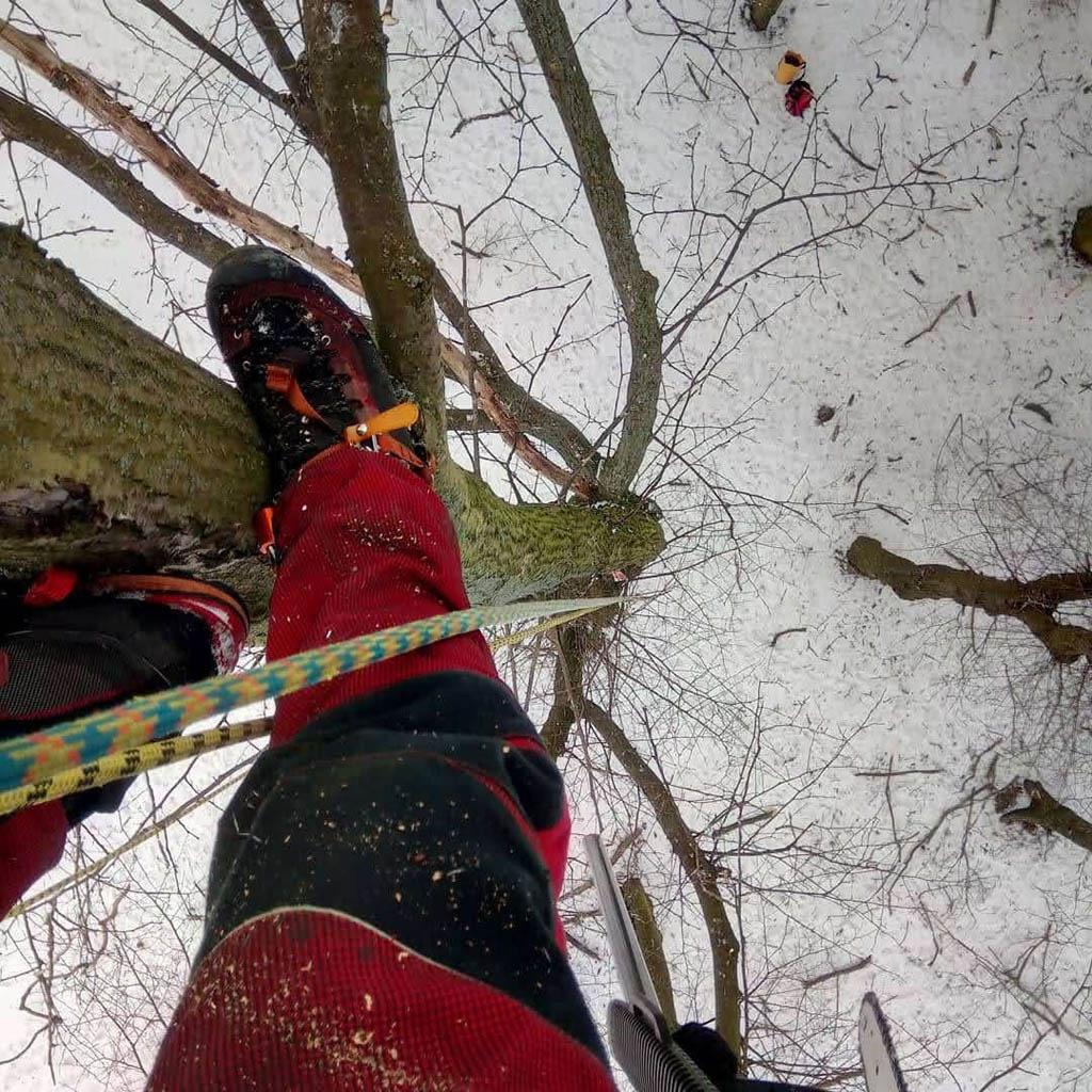 arborka wycinka i pielęgnacje drzew (7)