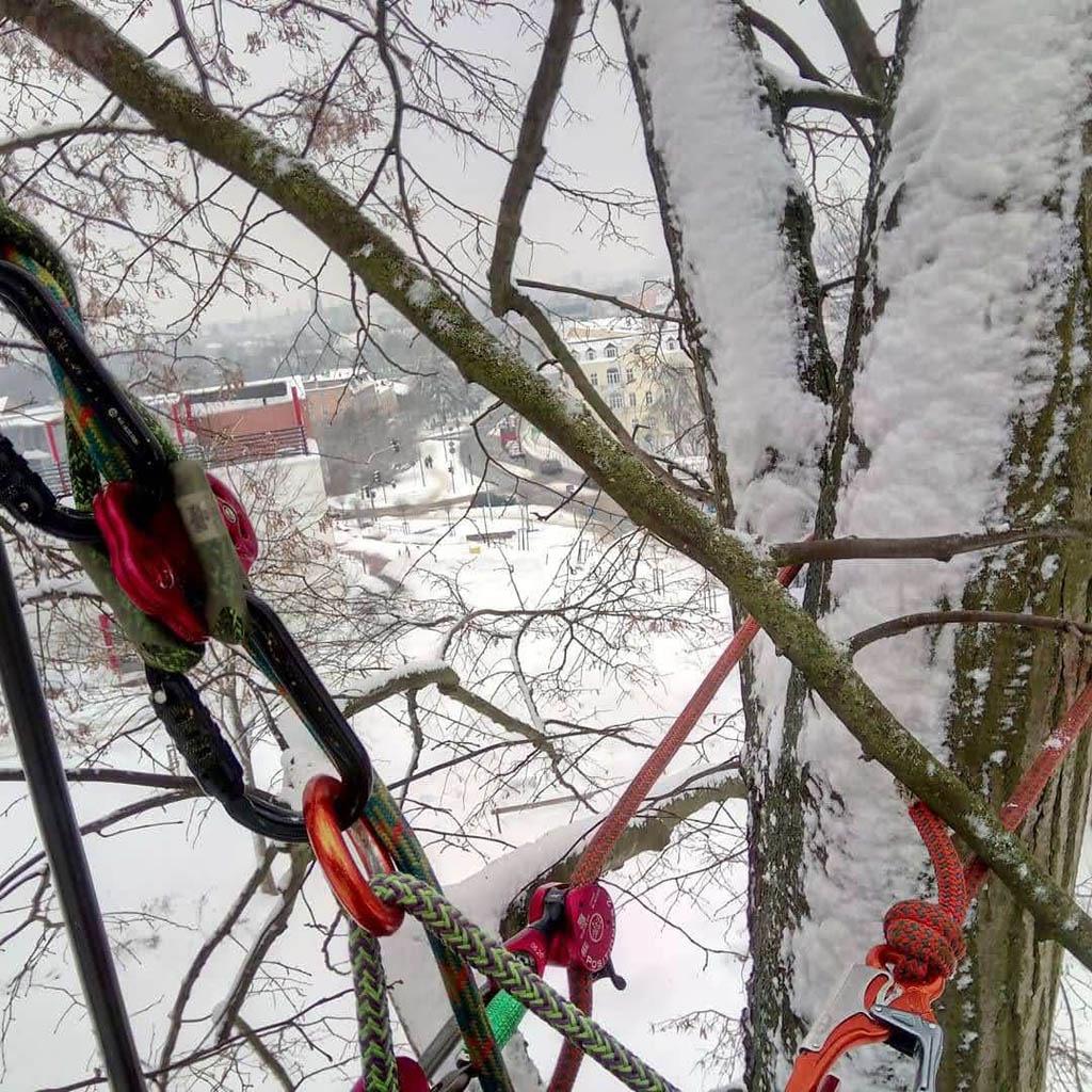 arborka wycinka i pielęgnacje drzew (8)