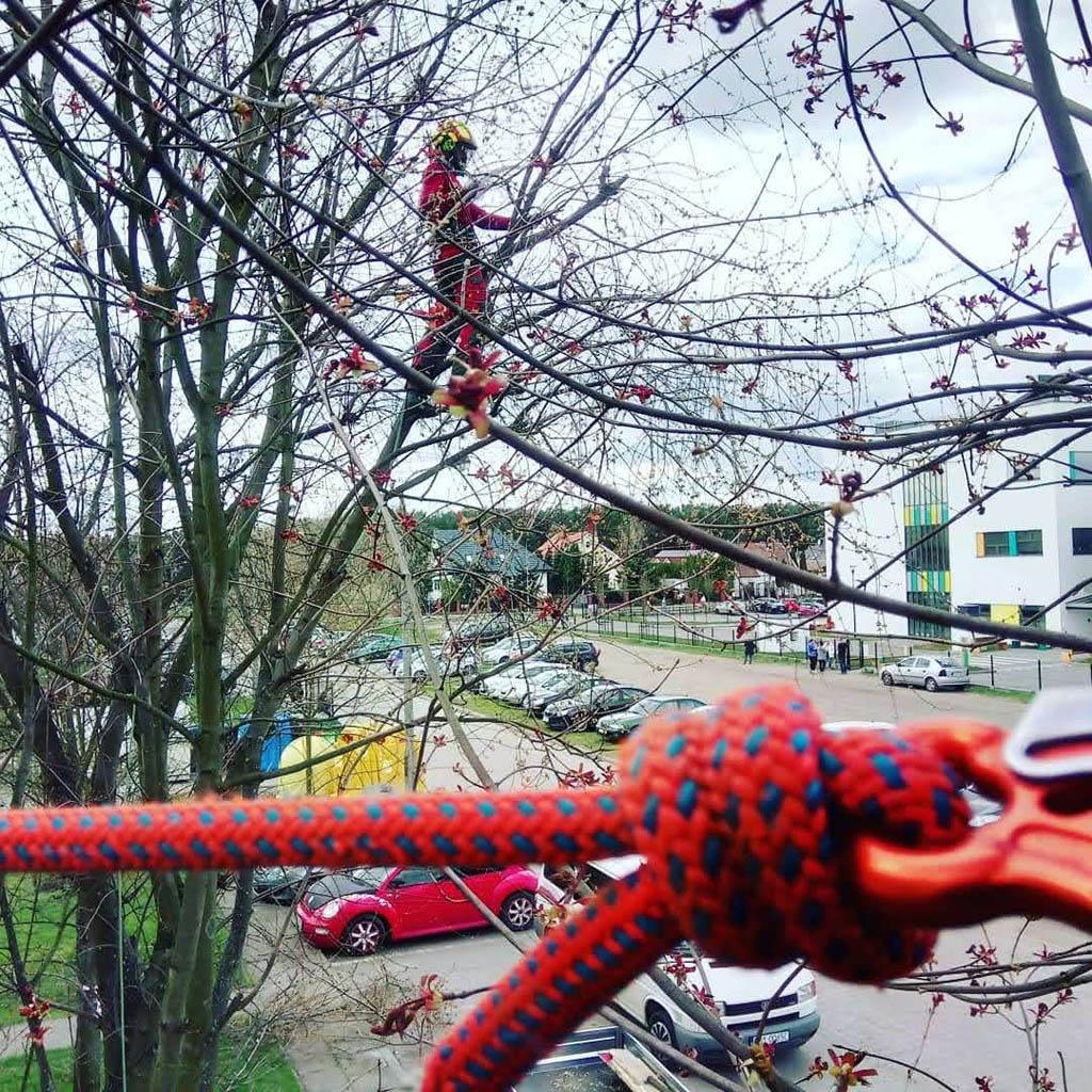 arborka wycinka i pielęgnacje drzew (9)