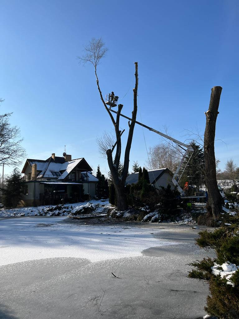pozwolenie na wycinkę drzew (1)
