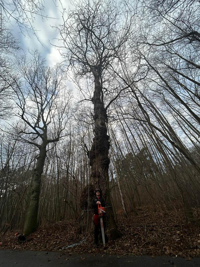 pozwolenie na wycinkę drzew (2)