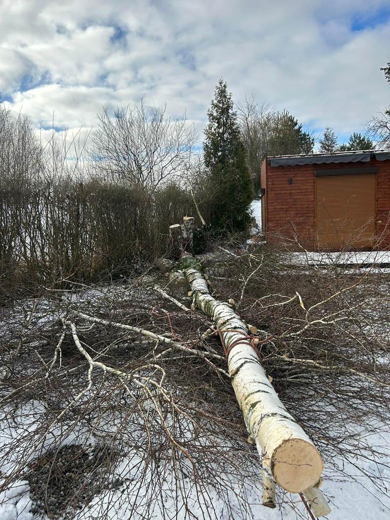 pozwolenie na wycinkę drzew (4)