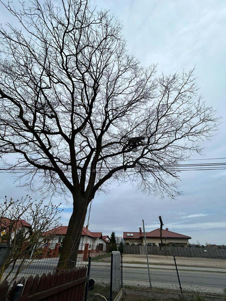 pielęgnacja drzew na wosnę (2)