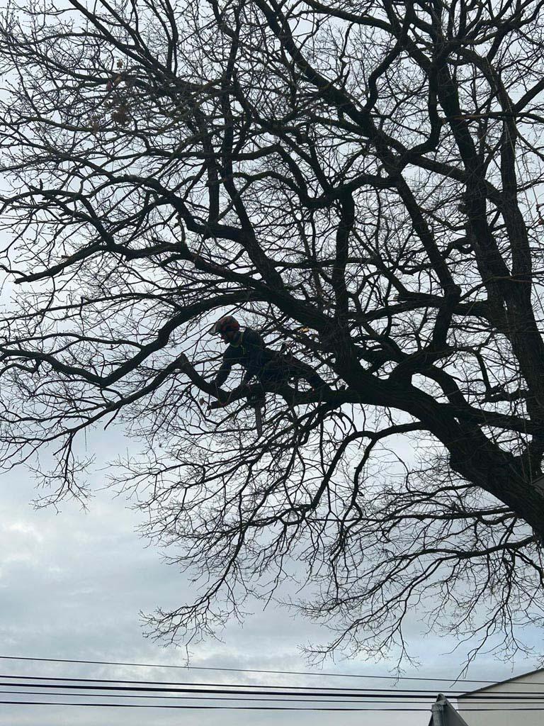 pielęgnacja drzew na wosnę (3)