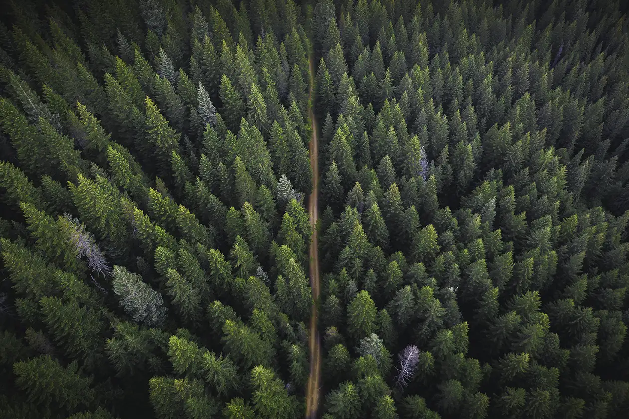 leśnik kluczowa rola w zarządzaniu lasami i wycince drzew