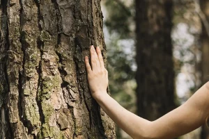 nowe podejście do zrównoważonego gospodarowania lasem w erze zmian klimatu