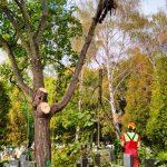 wycinka drzew na cmentarzu (7)