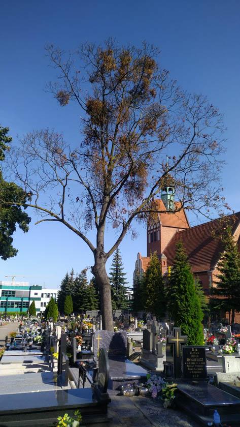 wycinka drzew na cmentarzu (2)