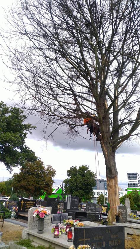 wycinka drzew na cmentarzu (3)