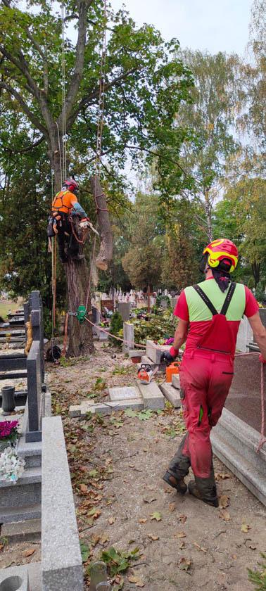 wycinka drzew na cmentarzu (8)