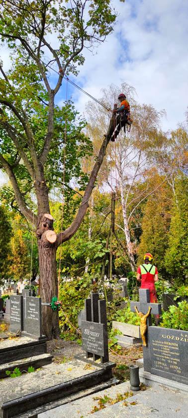wycinka drzew na cmentarzu (9)